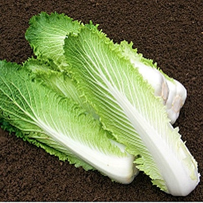 Granaat Chinese Cabbage - Bulk Vegetable Seeds - 200 grams