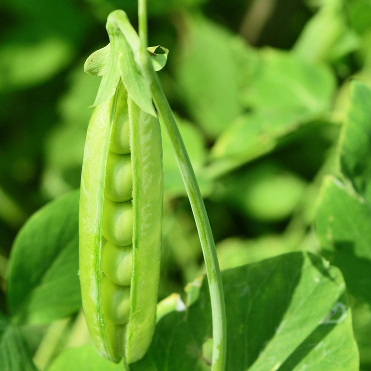 Cascadia Green Peas - Pisum Sativum - Vegetable - 25 Seeds