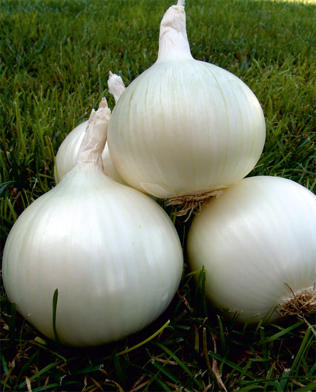 White Texas Grano Onion - Bulk Vegetable Seeds - 50 grams