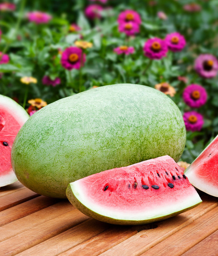 Charleston Grey Watermelon - Bulk Vegetable Seeds - 50 grams