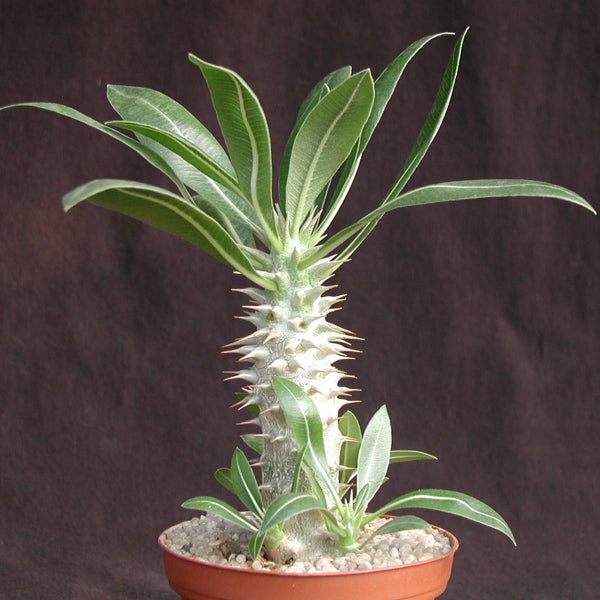 Pachypodium horombense - Madagascan Palm - Rare African Succulent - 5 Seeds