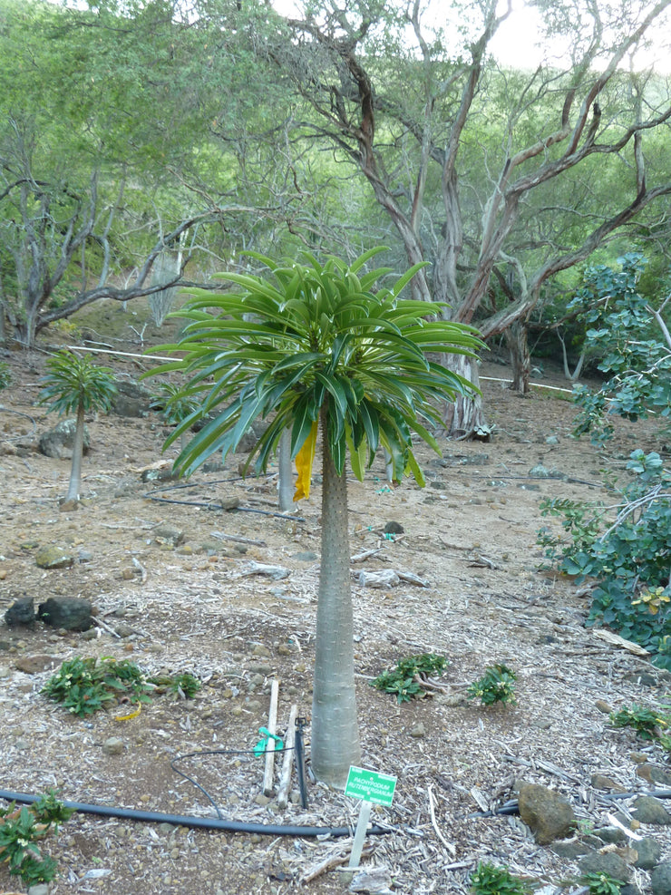 Pachypodium rutenbergianum - Madagascan Palm - Rare African Succulent - 5 Seeds