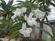 Pachypodium rutenbergianum - Madagascan Palm - Rare African Succulent - 5 Seeds