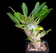 Pachypodium lamerei var Fiherense - Indigenous South African Succulent - 5 Seeds