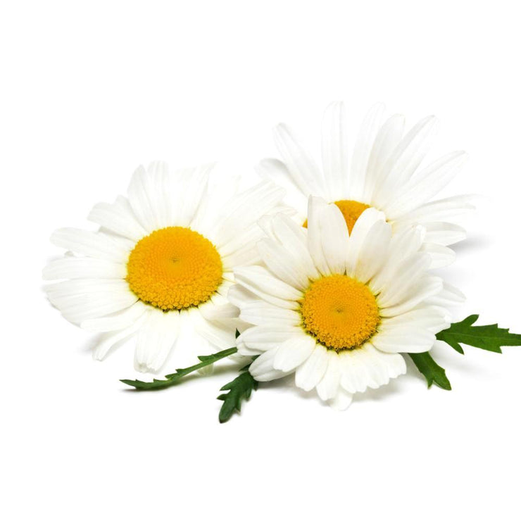 Roman Chamomile - ORGANIC - Herb - 250 Seeds