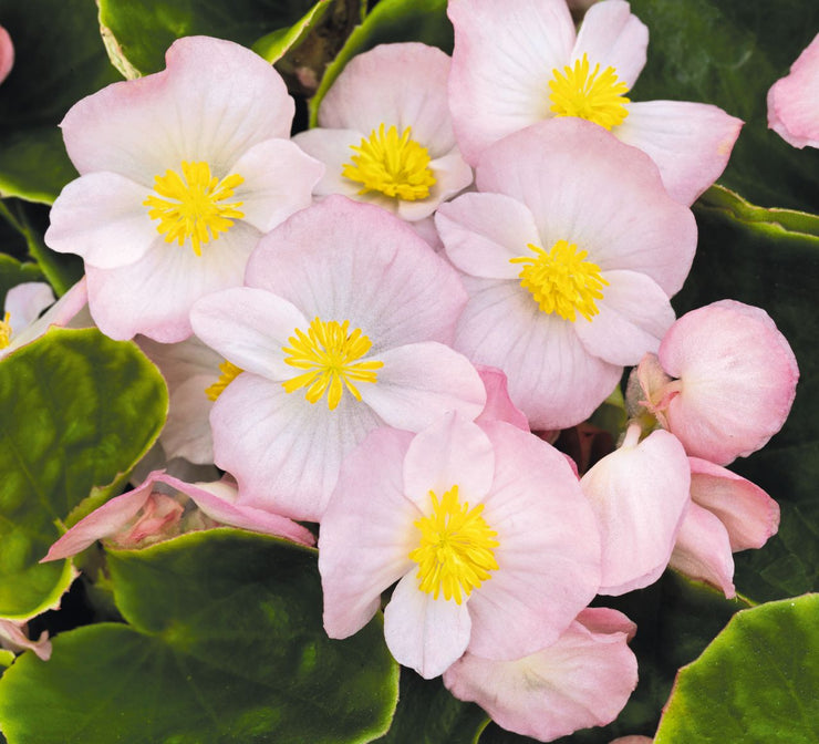 Begonia Sprint Plus - Appleblossom - Begonia semperflorens - Annual Flower - 10 Seeds