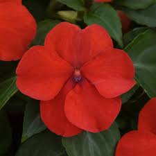 Impatiens Beacon - Bright Red - Bizzy Lizzies - Annual - 10 Seeds