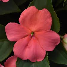 Impatiens Beacon - Coral - Bizzy Lizzies - Annual - 10 Seeds