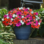 Impatiens Beacon - Mixed Colours - Bizzy Lizzies - Annual - 10 Seeds