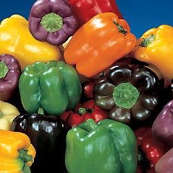 Rainbow Sweet Bell Pepper Mix - Capsicum Annuum - Heirloom Vegetable - 20 Seeds