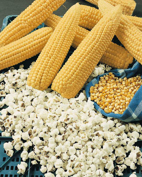 Yellow Popcorn - Heirloom Vegetable - 25 Seeds