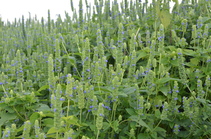 Chia - Salvia hispanica - Herb - 100 Seeds