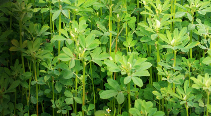 Fenugreek - Trigonella foenum-graecum - Herb - 100 Seeds