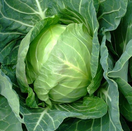 Copenhagen Market Cabbage - Brassica Oleracea - 100 Seeds