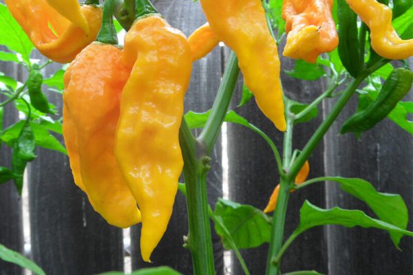 Yellow Bhut Jolokia - Ghost Pepper - Chilli Pepper - Capsicum Chinense - Extremely Hot - 5 Seeds