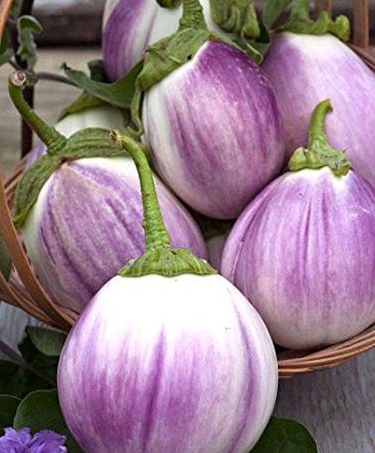 Rotonda Bianca Sfumata Eggplant - ORGANIC - Heirloom Vegetable - 20 Seeds