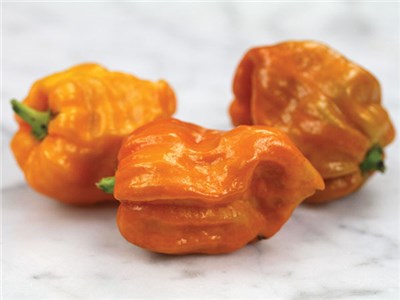 Mustard Habanero Chilli Pepper - Capsicum Chinense - 5 Seeds