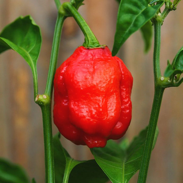 Trinidad 7 Pod Chaguanas Red Chilli Pepper - Capsicum Chinense - 5 Seeds