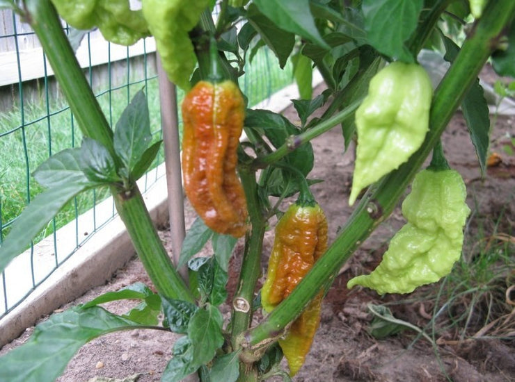 Caramel Bhut Jolokia - Chilli Pepper - Capsicum Chinense - Extremely Hot - 5 Seeds