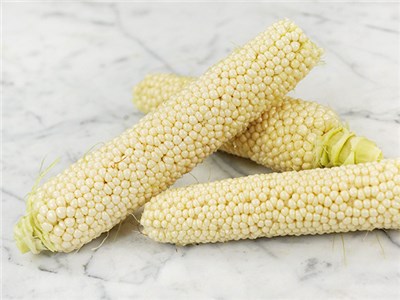 Country Gentleman Sweetcorn - Zea mays - Heirloom Vegetable - 10 Seeds