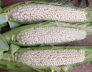 Country Gentleman Sweetcorn - Zea mays - Heirloom Vegetable - 10 Seeds