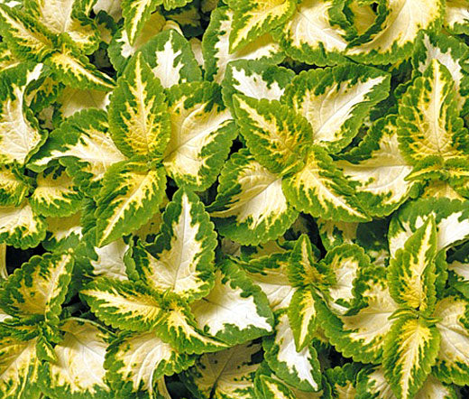 Coleus Wizard Jade - Perennial - Solenostemon - 20 Seeds