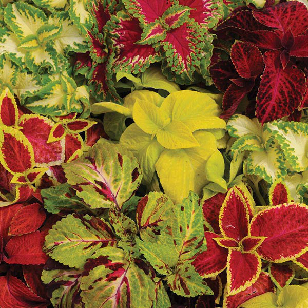Coleus Wizard Mix - Perennial - Solenostemon - 20 Seeds