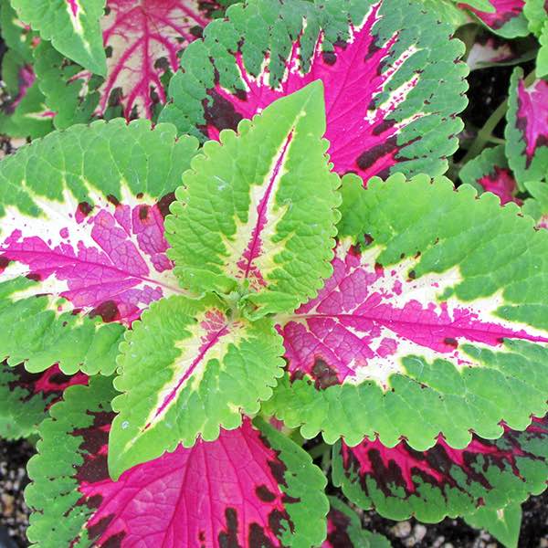 Coleus Wizard Rose - Perennial - Solenostemon - 20 Seeds