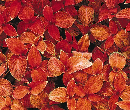 Coleus Wizard Sunset - Perennial - Solenostemon - 20 Seeds