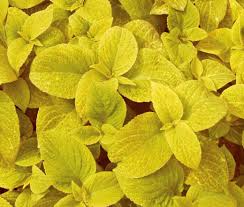 Coleus Wizard Golden - Perennial - Solenostemon - 20 Seeds