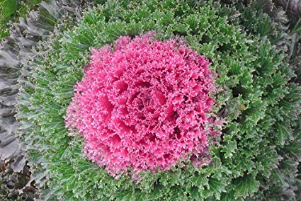 Ornamental Flowering Kale - Kamome Red - 10 Seeds