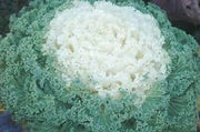 Ornamental Flowering Kale - Kamome White - 10 Seeds