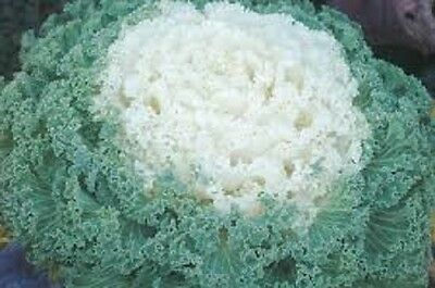 Ornamental Flowering Kale - Kamome White - 10 Seeds
