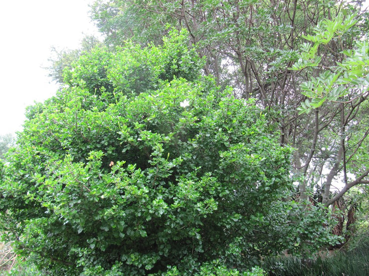 Gardenia cornuta - Natal Gardenia - Indigenous South African Shrub / Tree - 10 Seeds