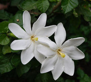 Gardenia thunbergia - White Gardenia - Indigenous South African Shrub / Tree - 10 Seeds