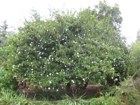Gardenia thunbergia - White Gardenia - Indigenous South African Shrub / Tree - 10 Seeds