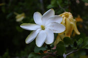 Gardenia volkensii - Transvaal Gardenia - Indigenous South African Shrub / Tree - 10 Seeds