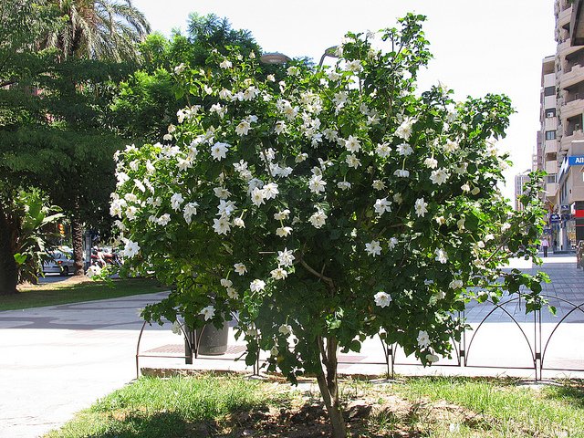 Gardenia volkensii - Transvaal Gardenia - Indigenous South African Shrub / Tree - 10 Seeds