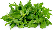 New Zealand Spinach / Malabar Spinach - Tetragonia tetragonioides- Vegetable - 50 Seeds