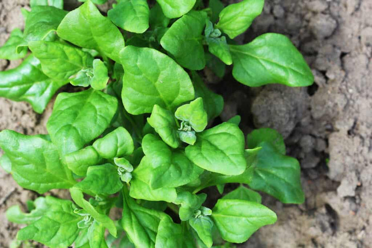 New Zealand Spinach / Malabar Spinach - Tetragonia tetragonioides- Vegetable - 50 Seeds