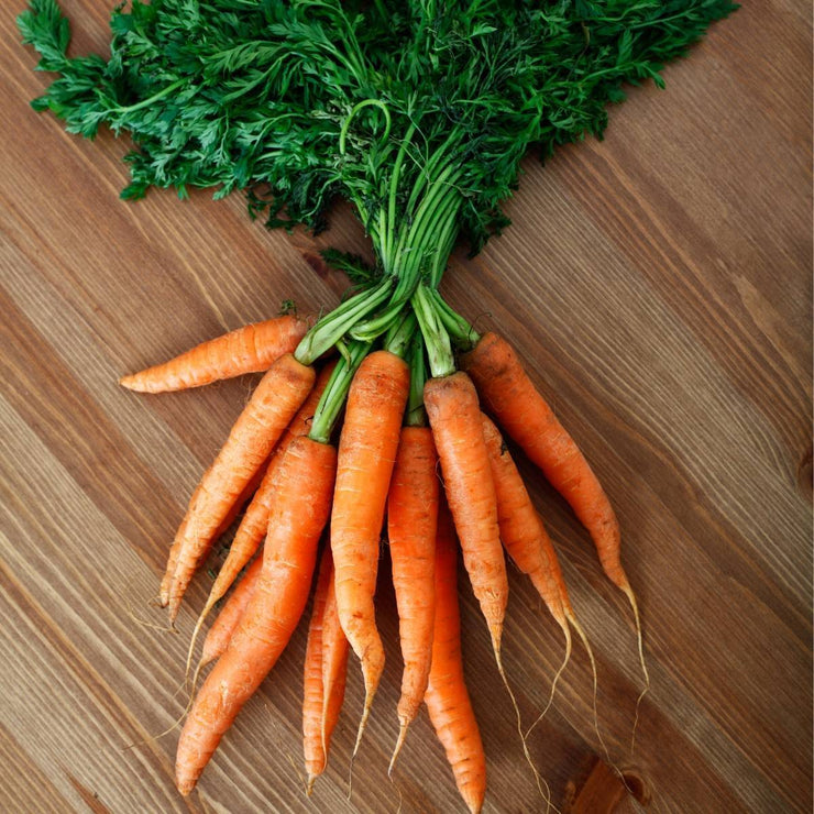 Amsterdam Baby Carrot - Bulk Vegetable Seeds - 50 grams