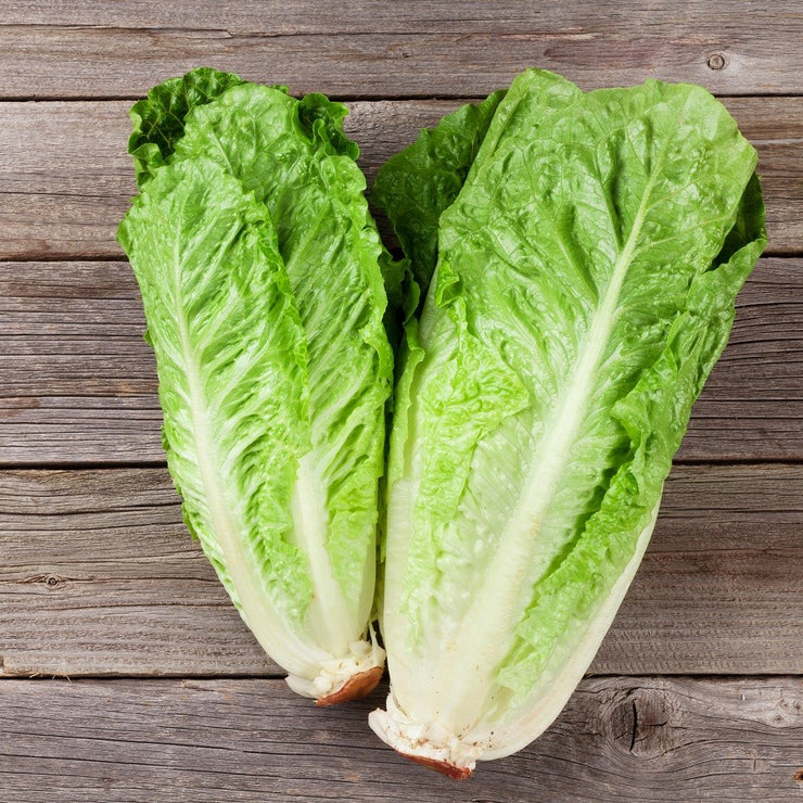 Lettuce Paris White  - Bulk Vegetable Seeds - 20 grams