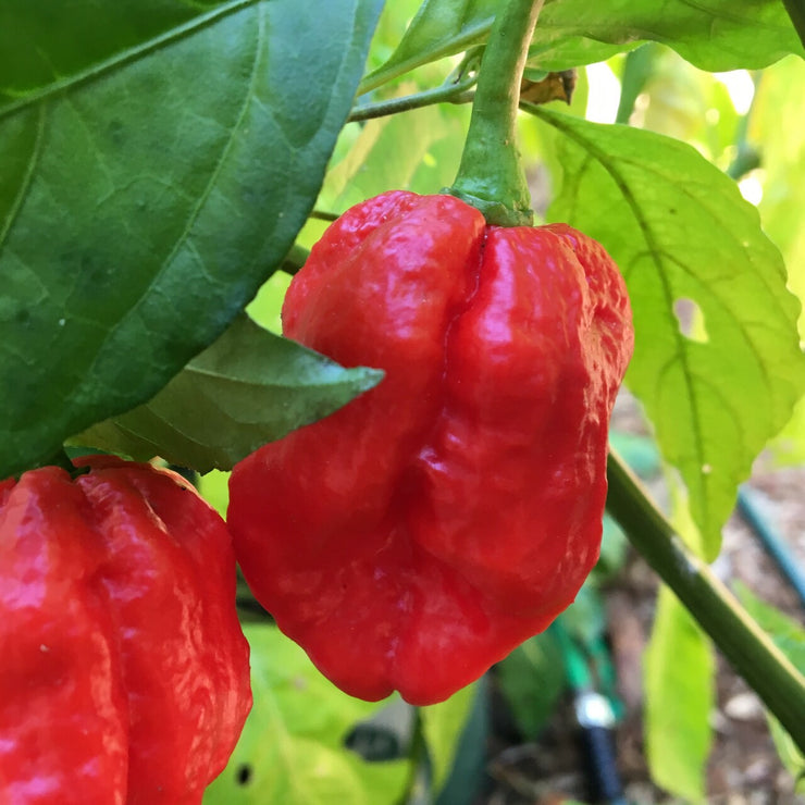 Trinidad 7 Pot Doughlah Red Pepper - Capsicum Chinense - Extra Hot Chilli Pepper - 5 Seeds