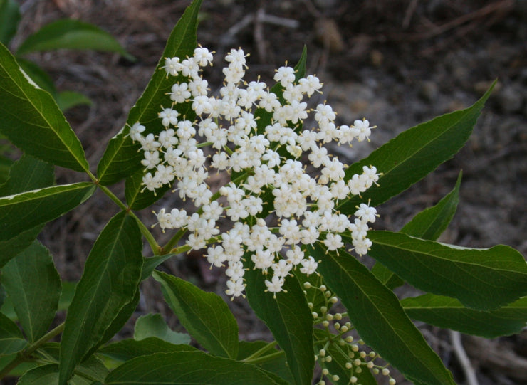 Elderberry Exotic Fruit Tree - Sambucus nigra - 10 Seeds