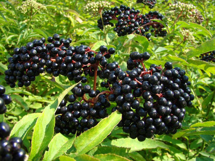 Elderberry Exotic Fruit Tree - Sambucus nigra - 10 Seeds