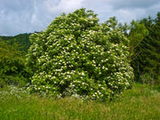 Elderberry Exotic Fruit Tree - Sambucus nigra - 10 Seeds