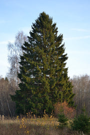 Norway Spruce Tree - Picea abies - Exotic / Rare Bonsai Tree - 10 Seeds