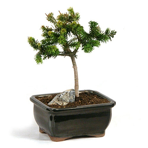 Norway Spruce Tree - Picea abies - Exotic / Rare Bonsai Tree - 10 Seeds