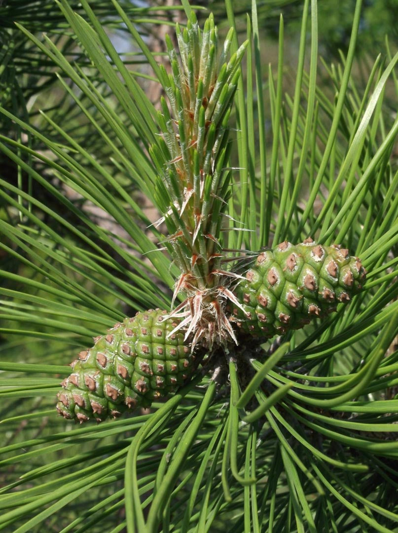 Chinese Red Pine Tree - Pinus tabuliformis
