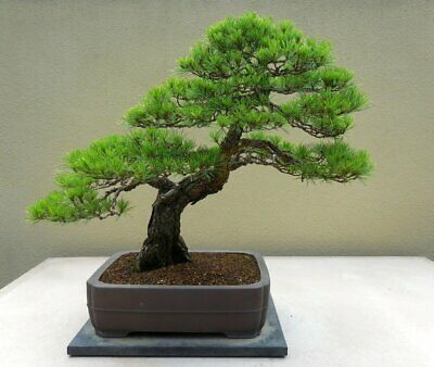 Chinese Red Pine Tree - Pinus tabuliformis - Exotic / Rare Bonsai Tree - 5 Seeds